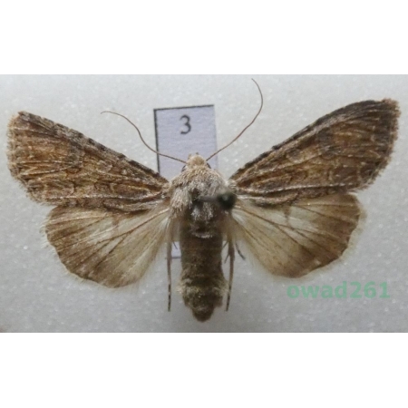 Anarta trifolii (Hufnagel, 1766) Czech3